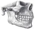 Illustration of a skull's jawbone